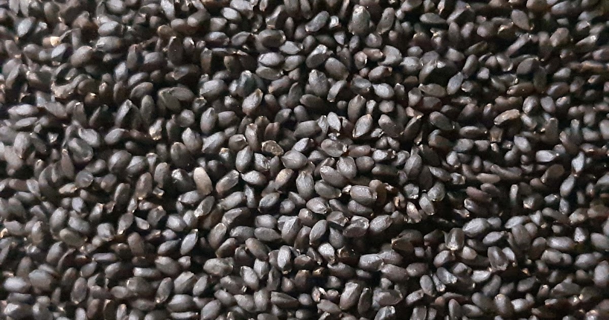 how-to-eat-soaked-sabja-seeds