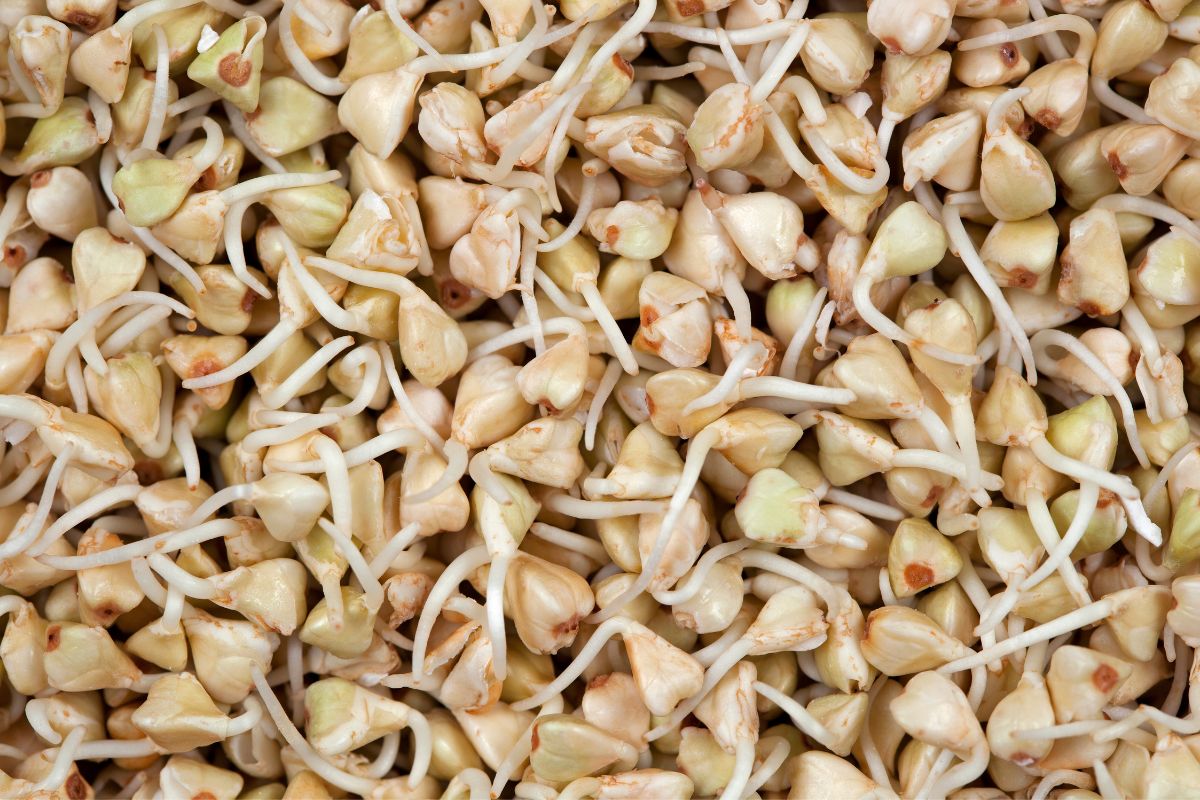 how-to-eat-sprouted-buckwheat