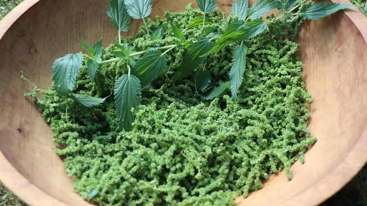 how-to-eat-stinging-nettle-seeds