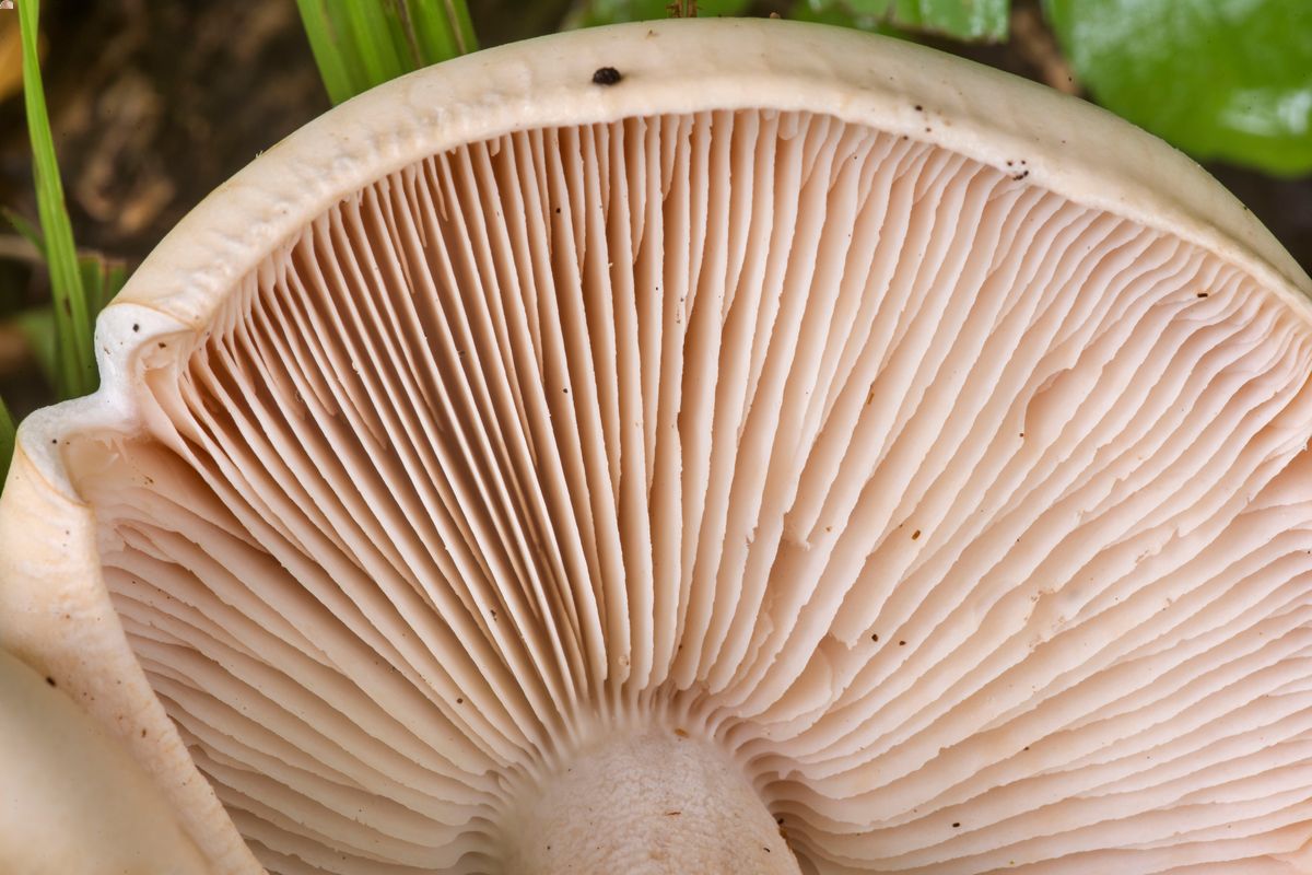 how-to-eat-titan-mushrooms