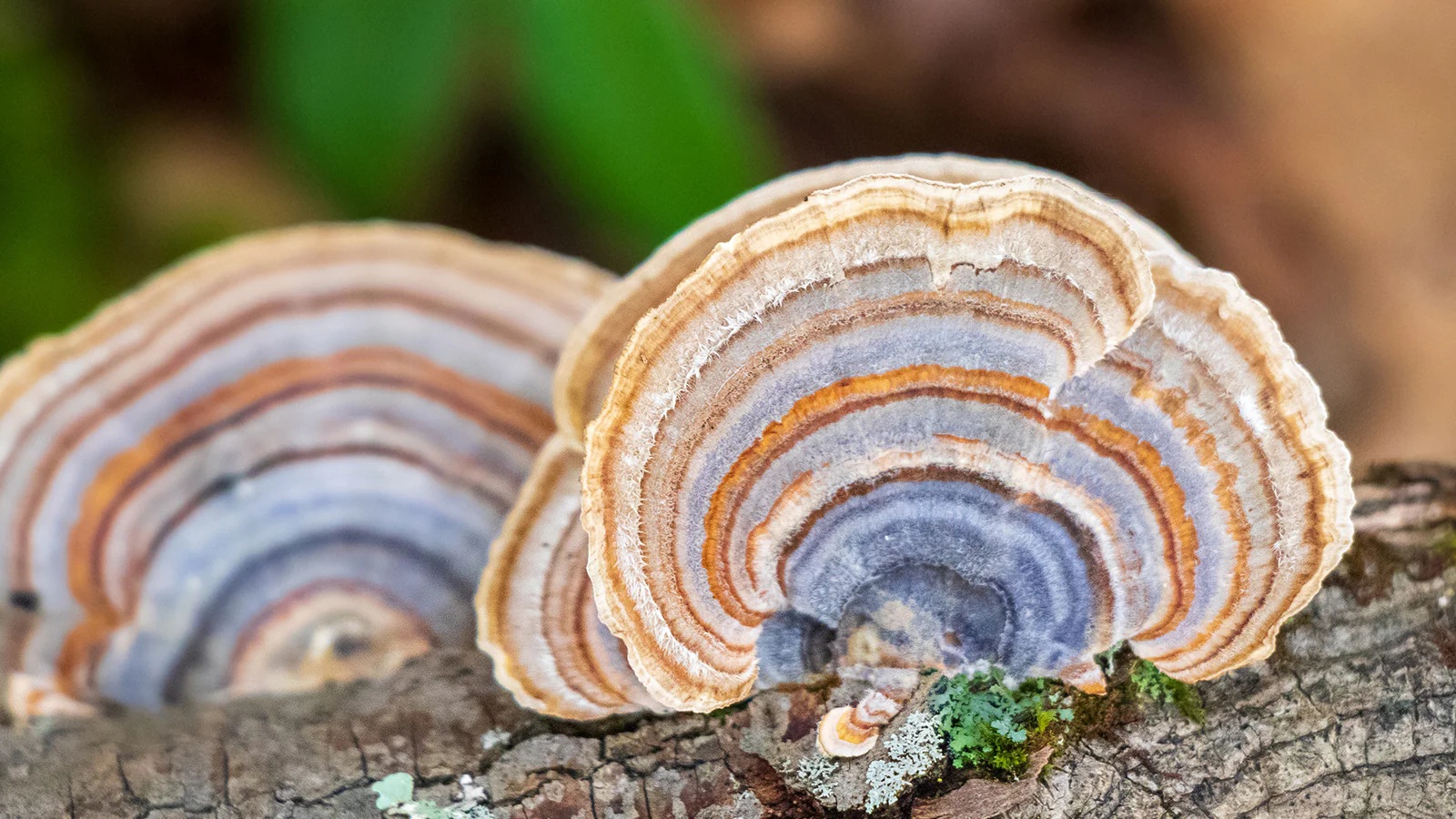 how-to-eat-turkey-tail-mushrooms