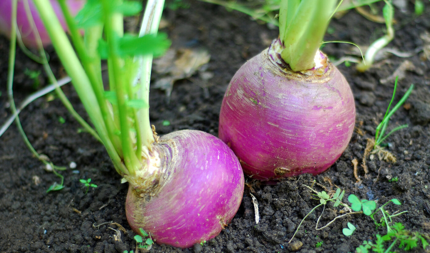 how-to-eat-turnip-root