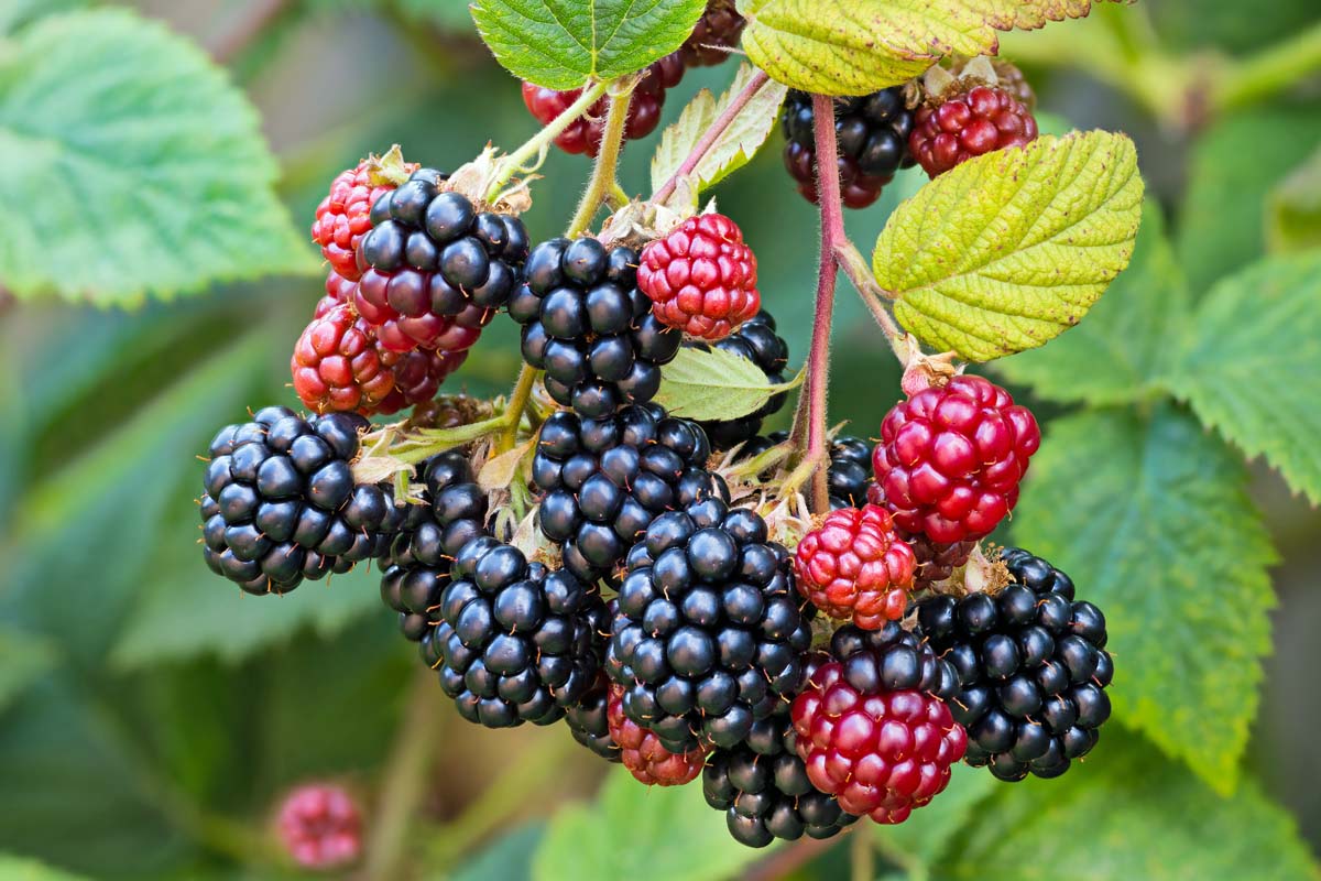 how-to-eat-unripe-blackberries