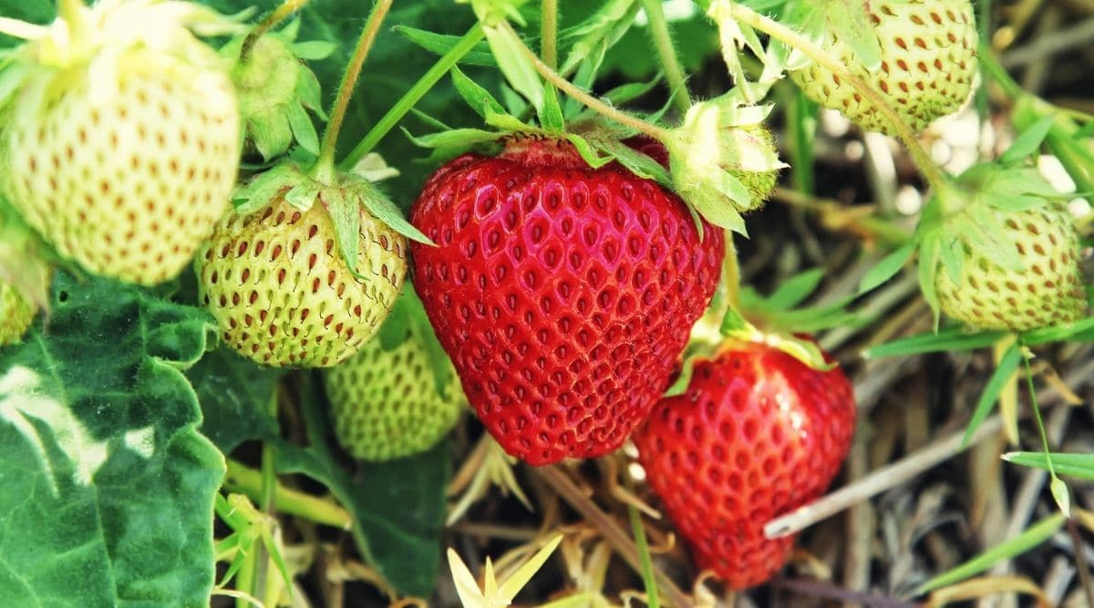 how-to-eat-unripe-strawberries