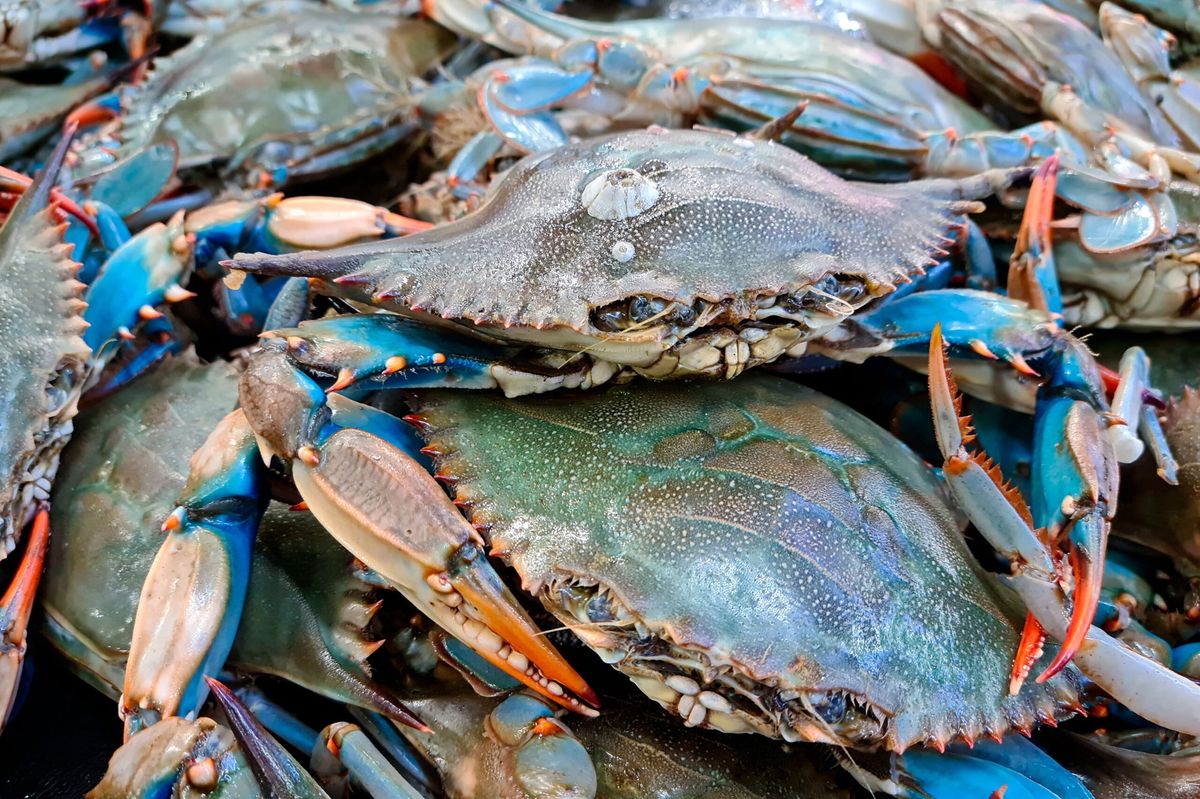 how-to-eat-whole-blue-crabs