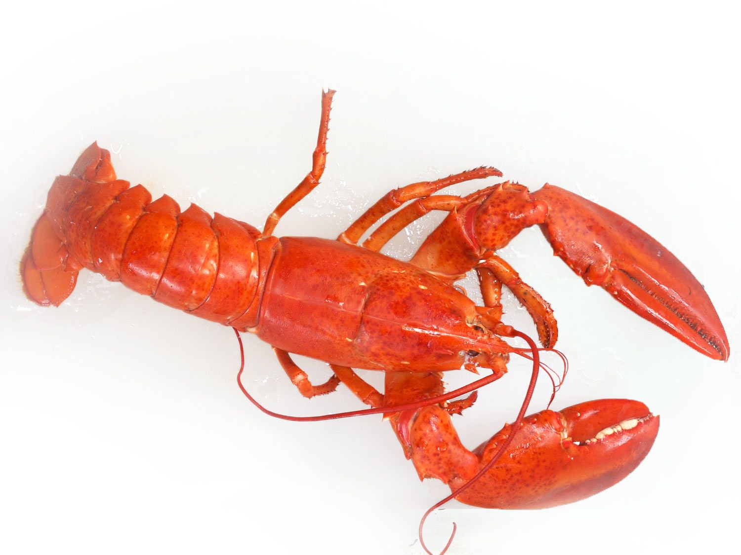 how-to-eat-whole-lobster