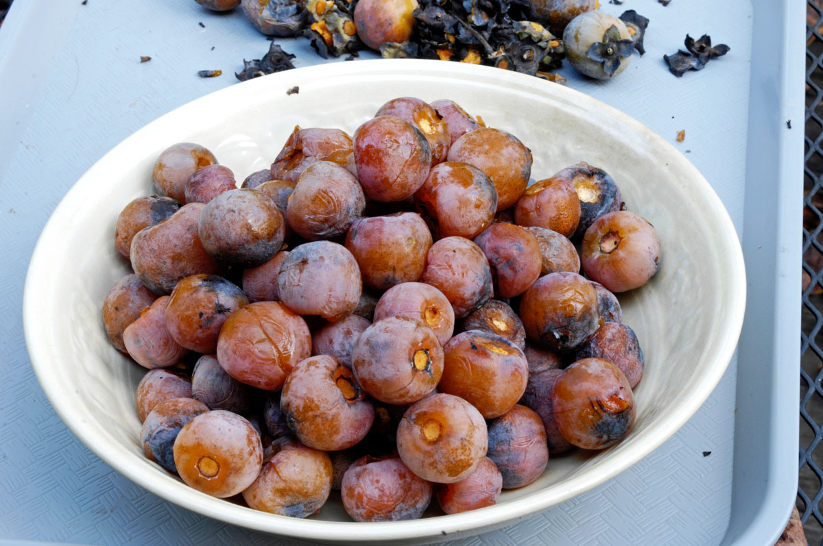 how-to-eat-wild-persimmons