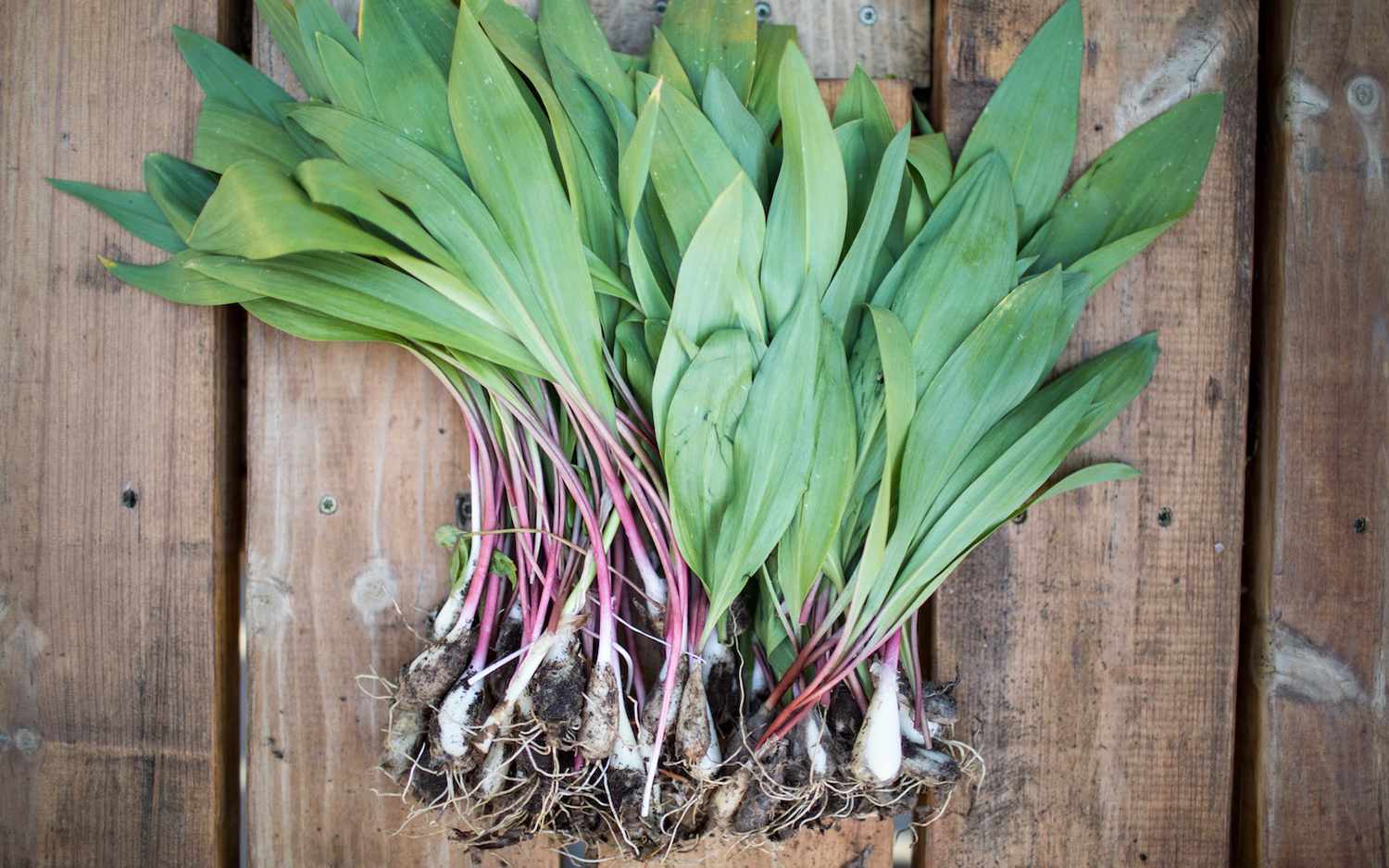 how-to-eat-wild-ramps