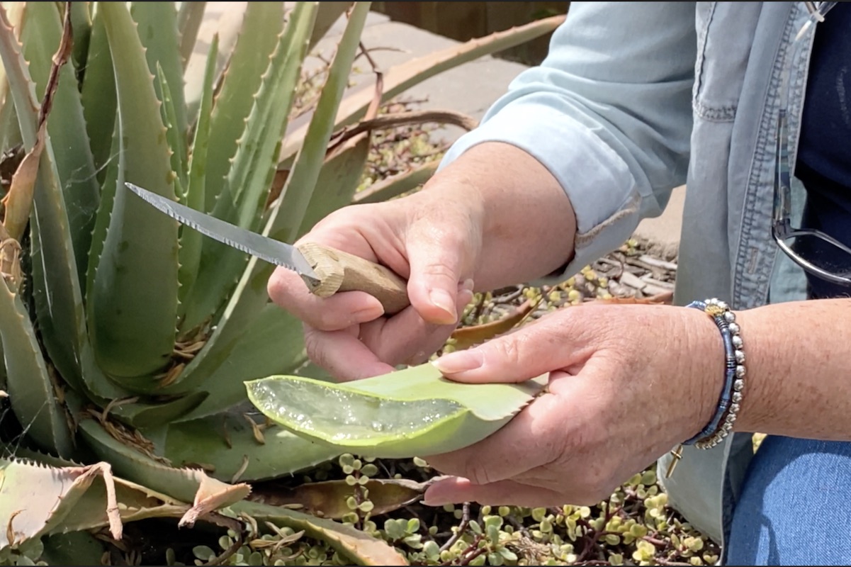 how-to-ferment-aloe-vera-plant