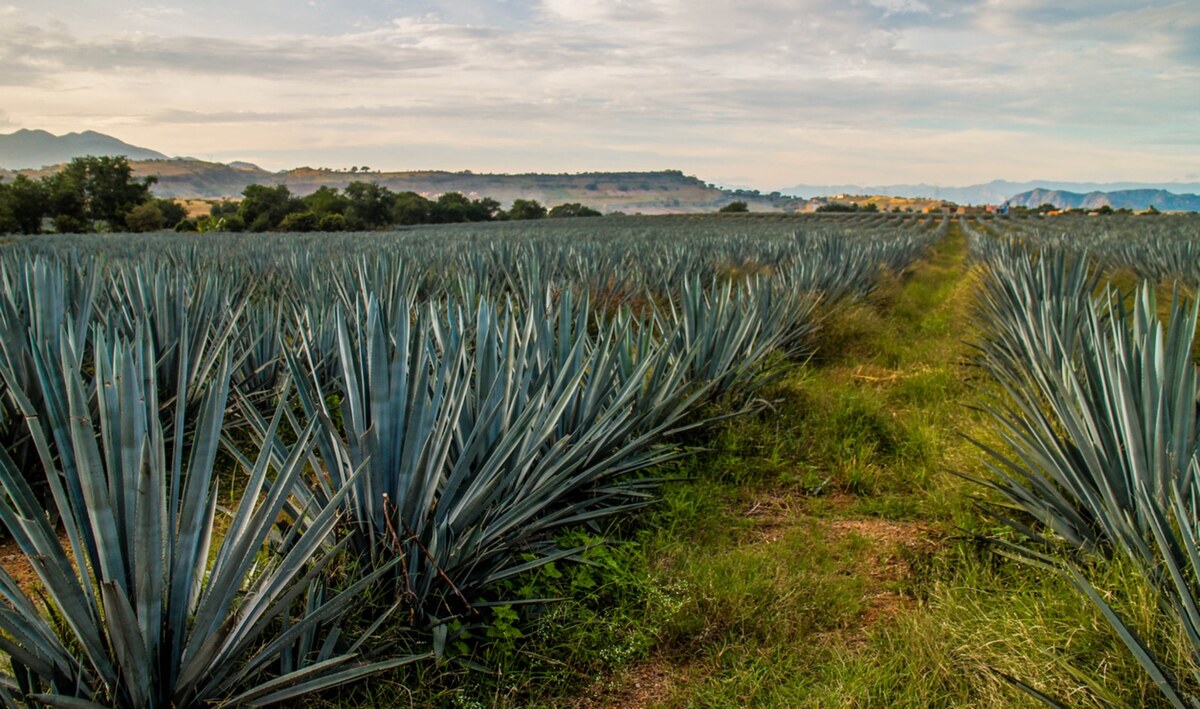 how-to-ferment-blue-agave