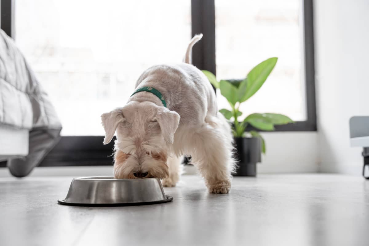 how-to-ferment-dog-food