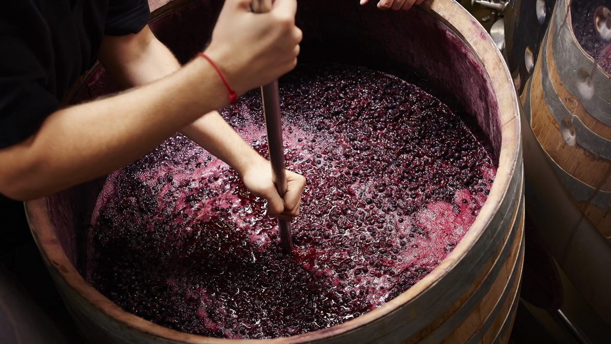 how-to-ferment-grapes-for-wine