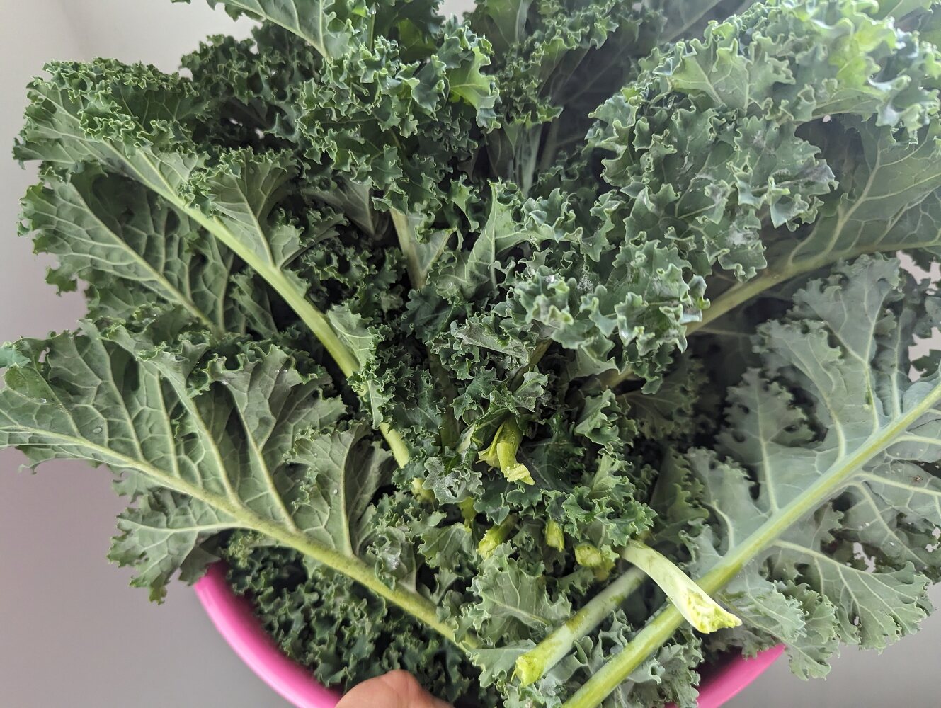 Something to Kale About: How Leafy Greens Fight Bad Breath