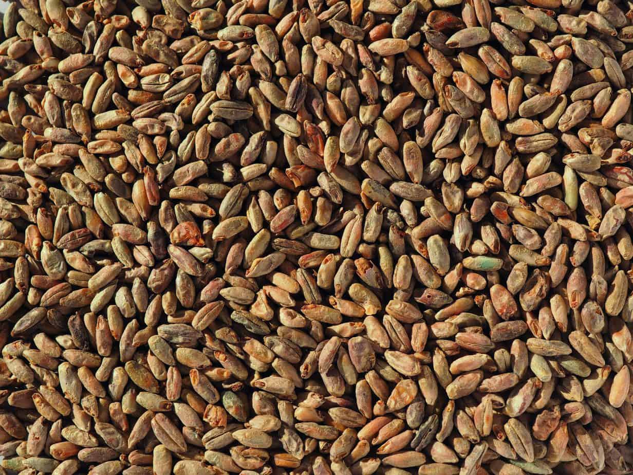 how-to-ferment-malted-rye