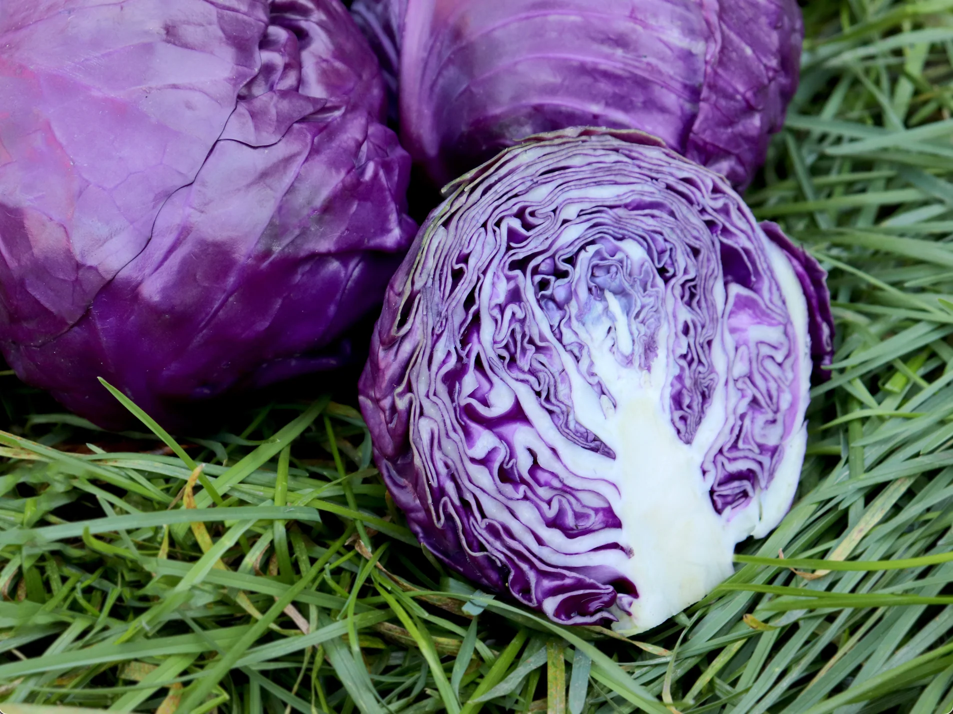 how-to-ferment-purple-cabbage