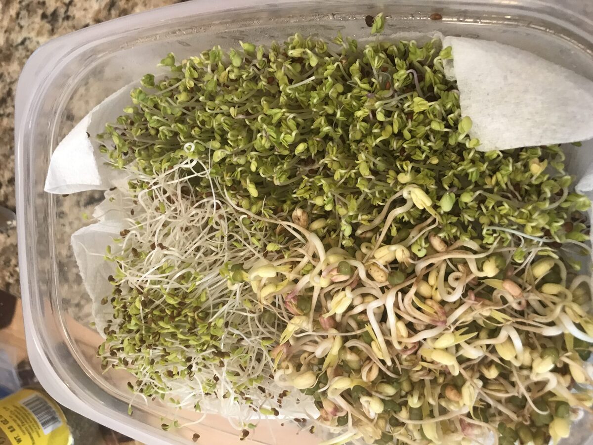 how-to-ferment-sprouts-to-remove-lectin