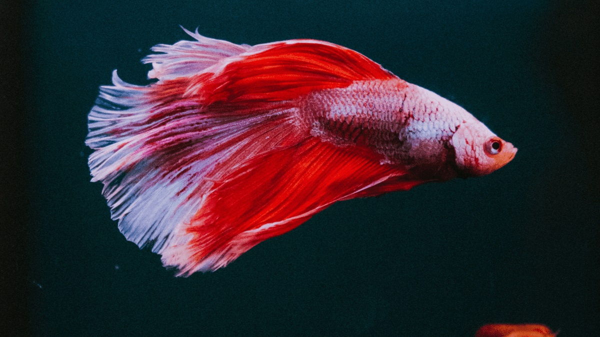 How To Fillet A Betta Fish 