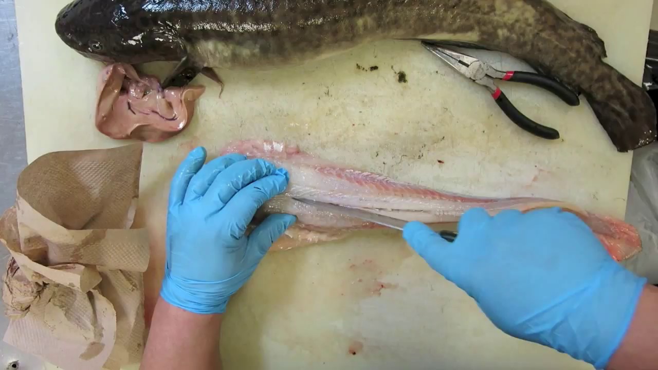 how-to-fillet-a-burbot-fish