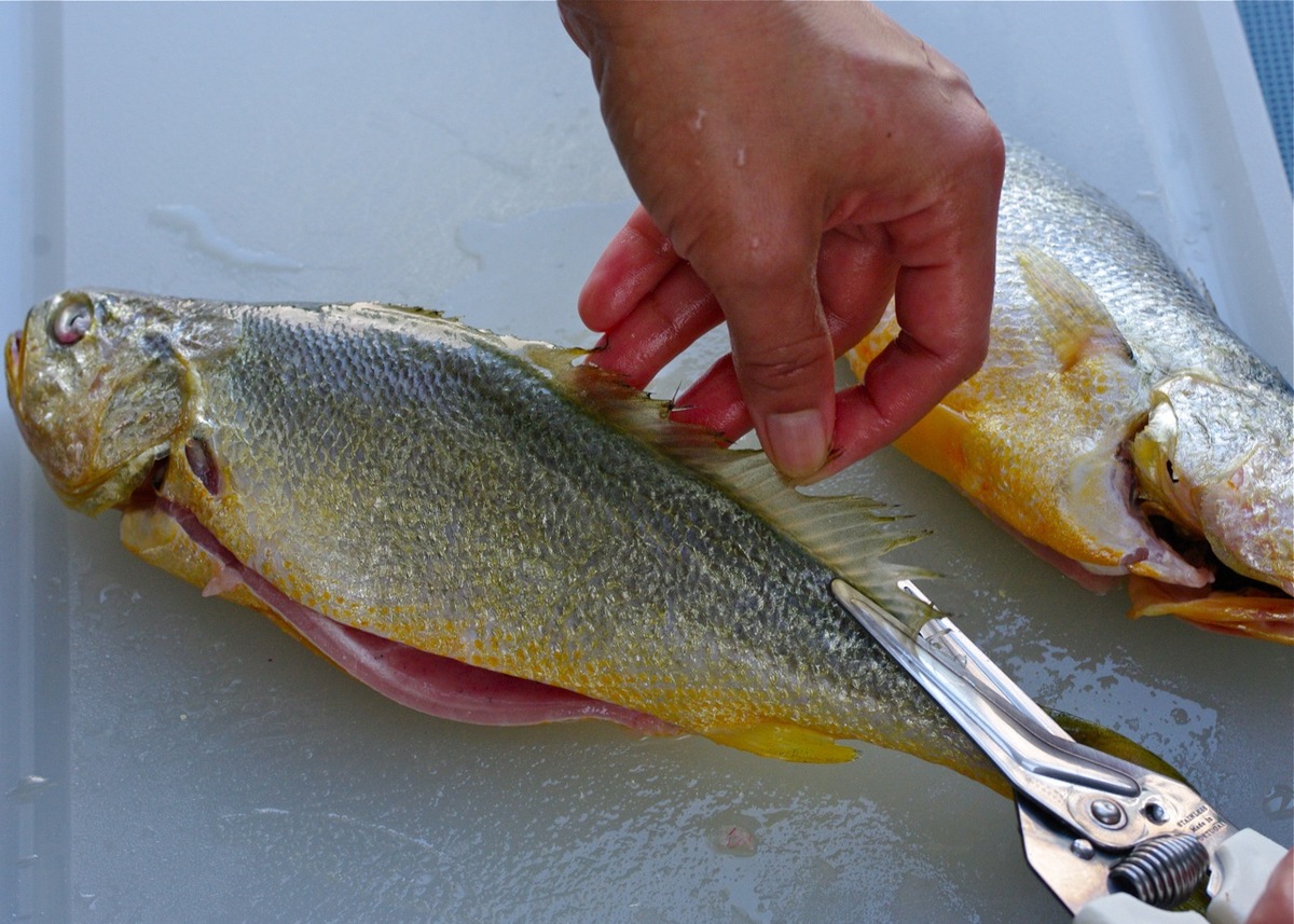 how-to-fillet-a-croaker