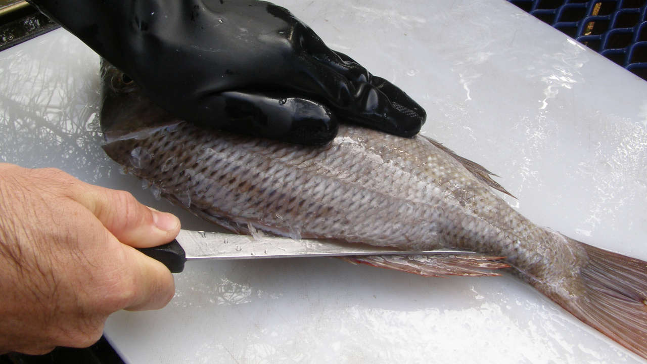 how-to-fillet-a-fish-step-by-step