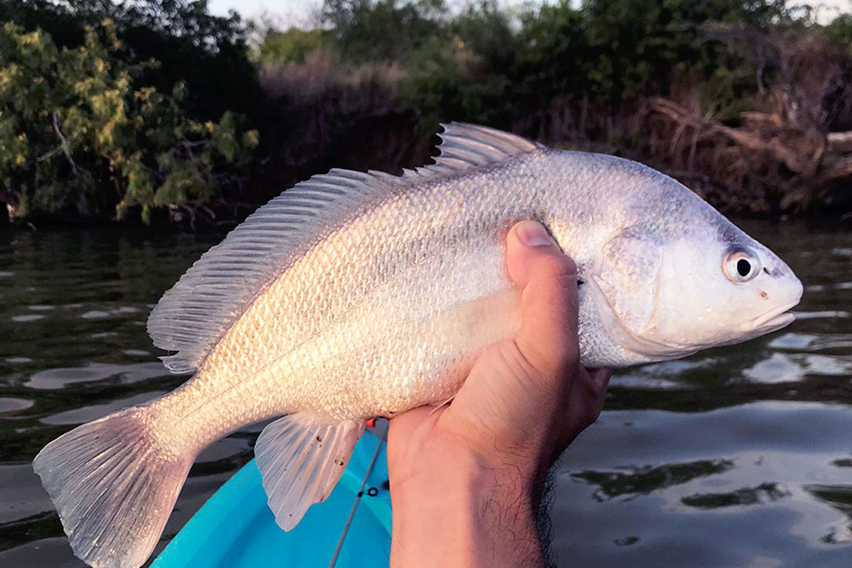 how-to-fillet-a-freshwater-drum