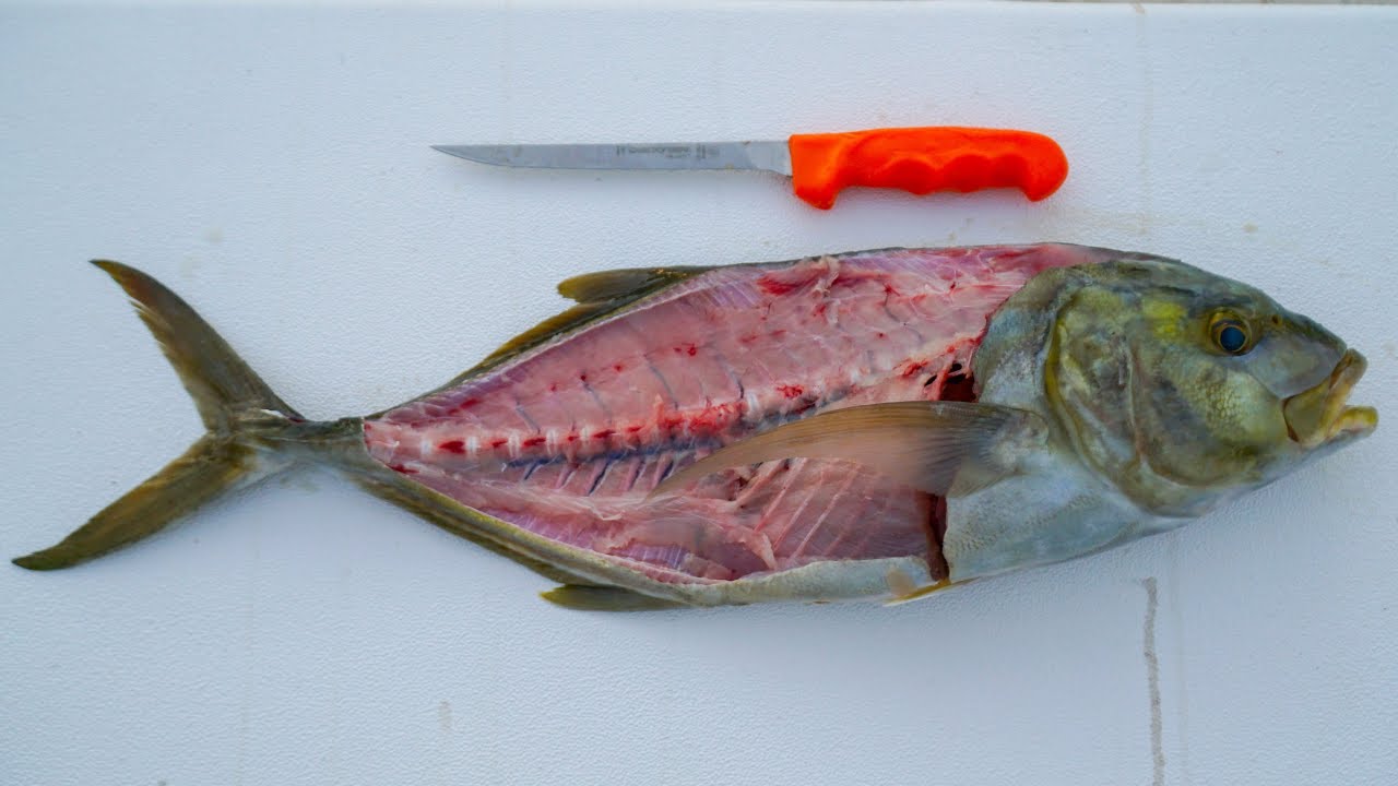 how-to-fillet-a-jack-crevalle