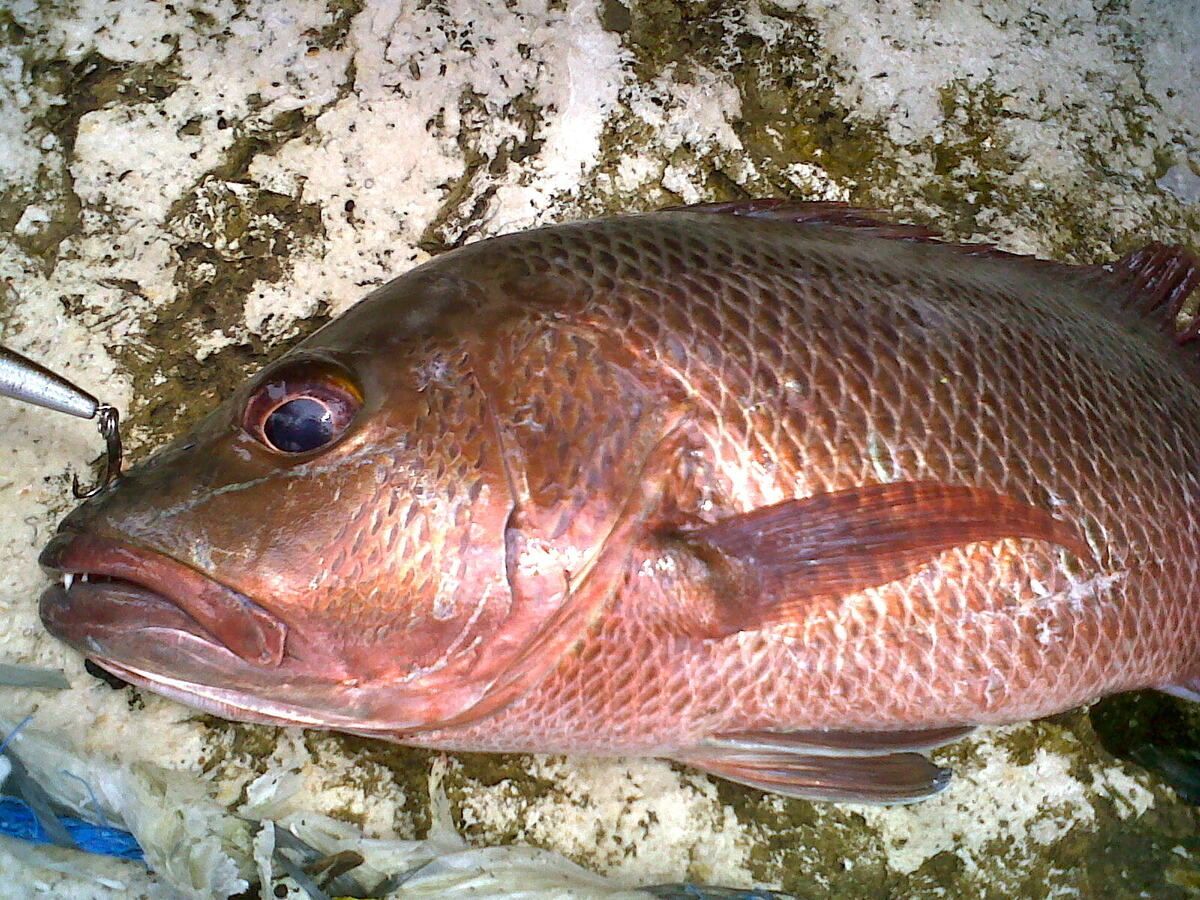 how-to-fillet-a-mangrove-snapper