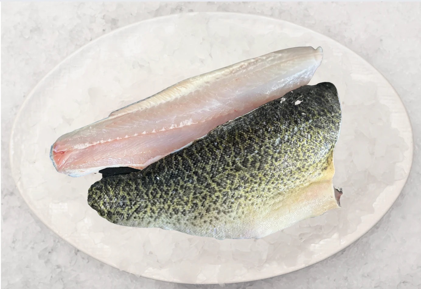 how-to-fillet-a-murray-cod