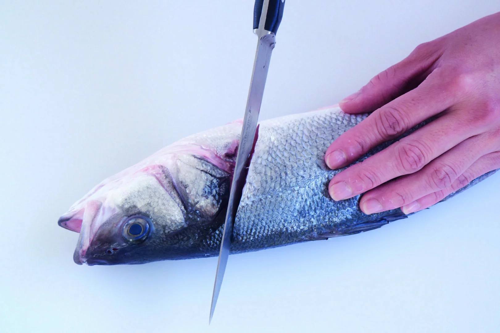 how-to-fillet-a-pin-fish