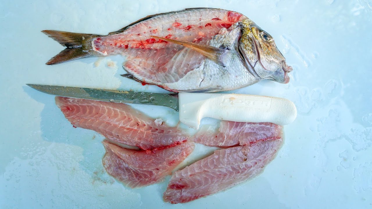 How To Fillet A Scup Fish - Recipes.net