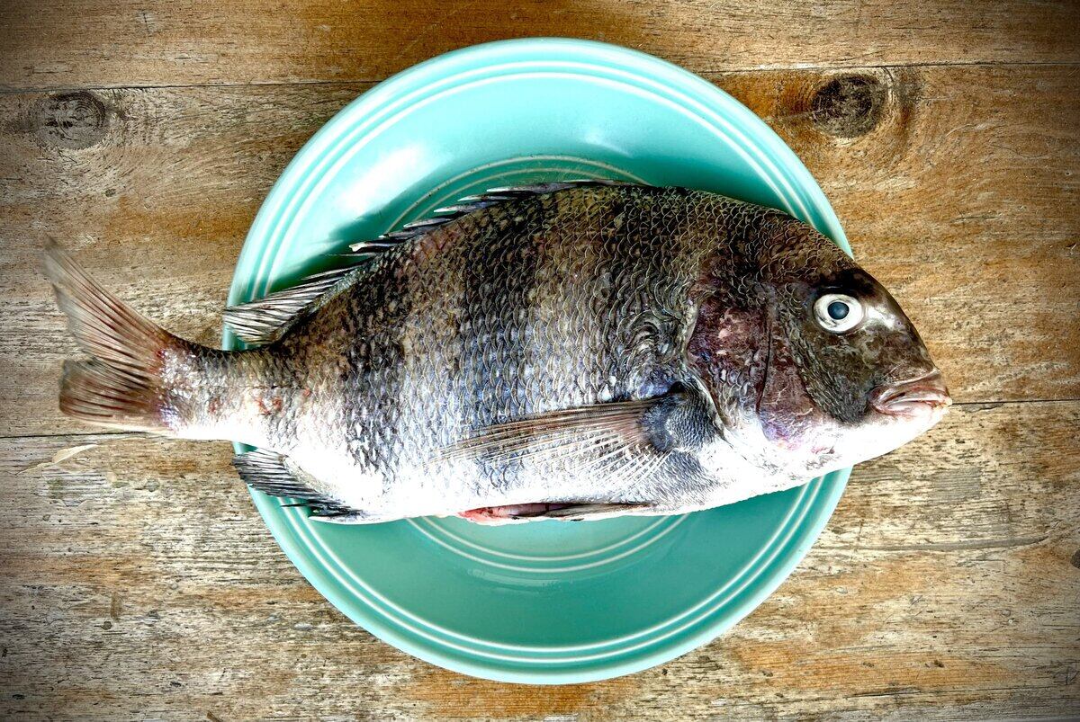 How To Fillet A Sheepshead Fish 