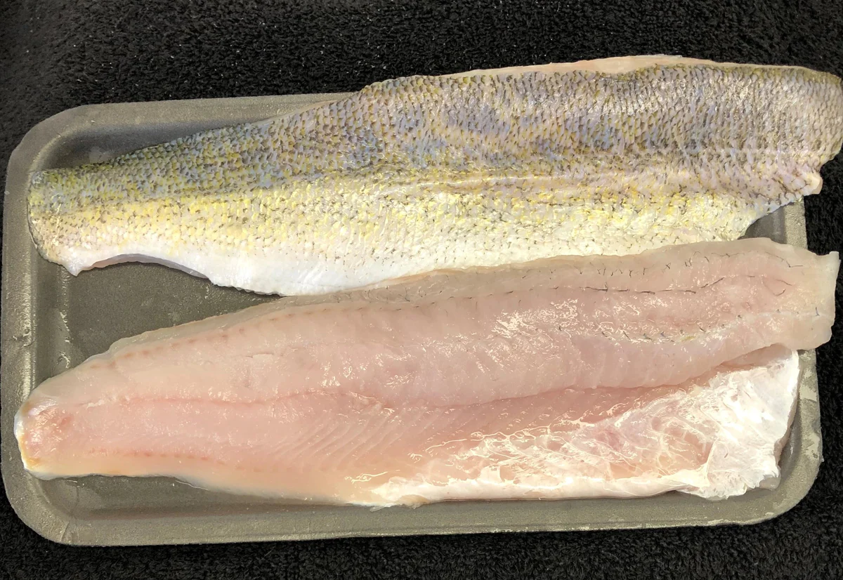 How To Fillet A Walleye With Electric Knife 