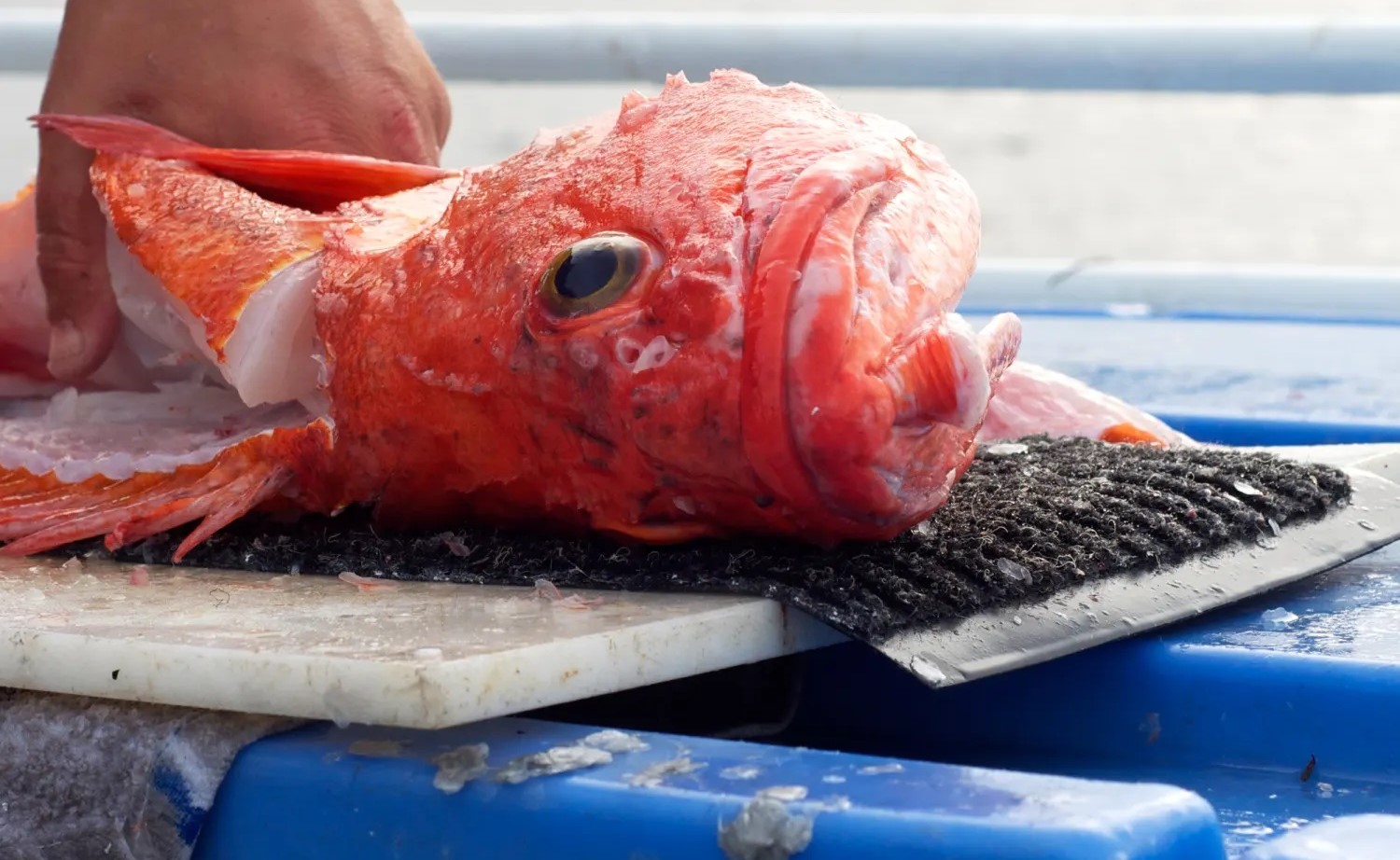 how-to-fillet-a-yellow-eye-rockfish