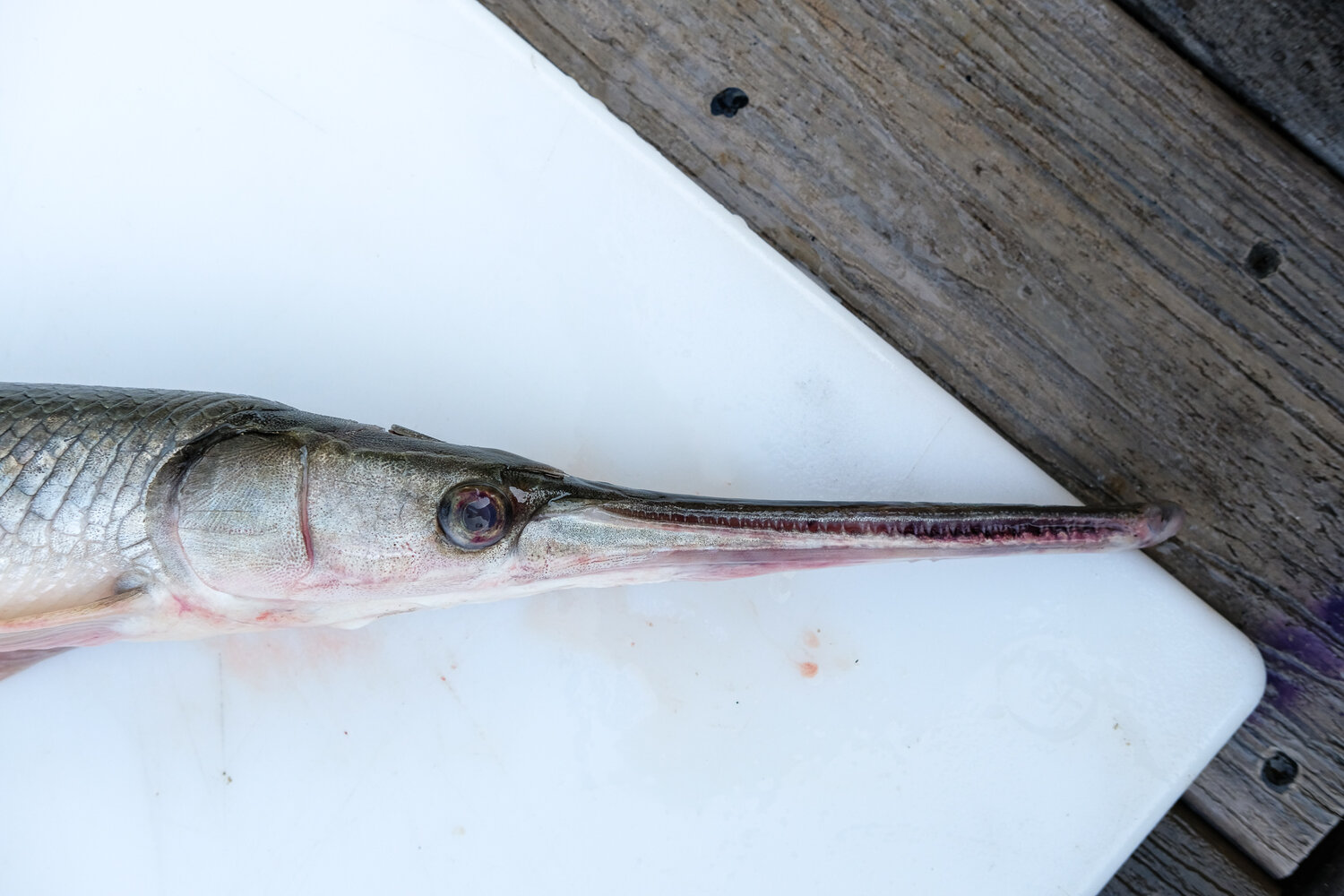 how-to-fillet-alligator-gar