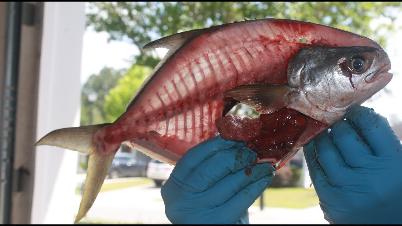 how-to-fillet-an-small-eastern-pompano