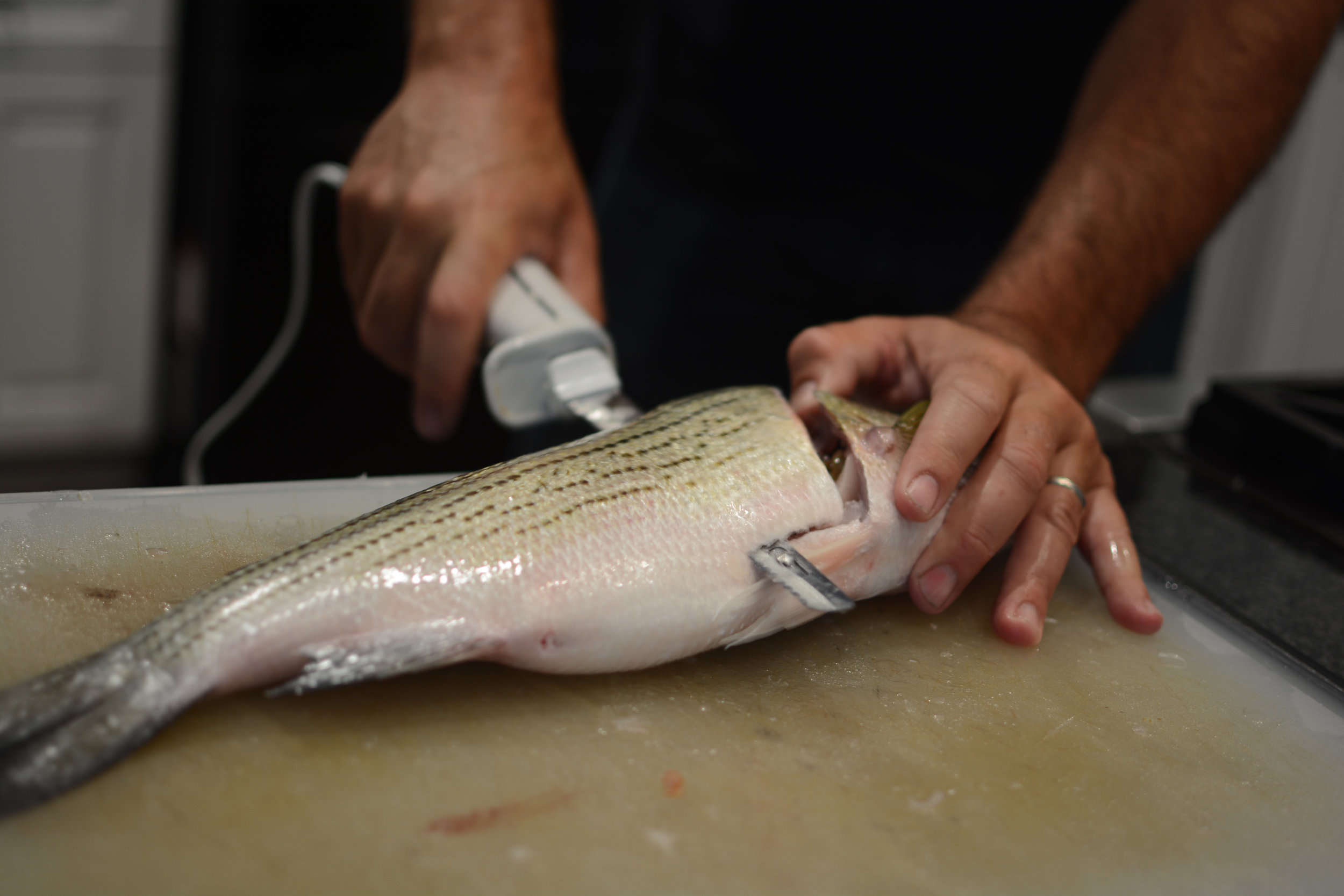 How To Fillet Bass With Electric Knife 