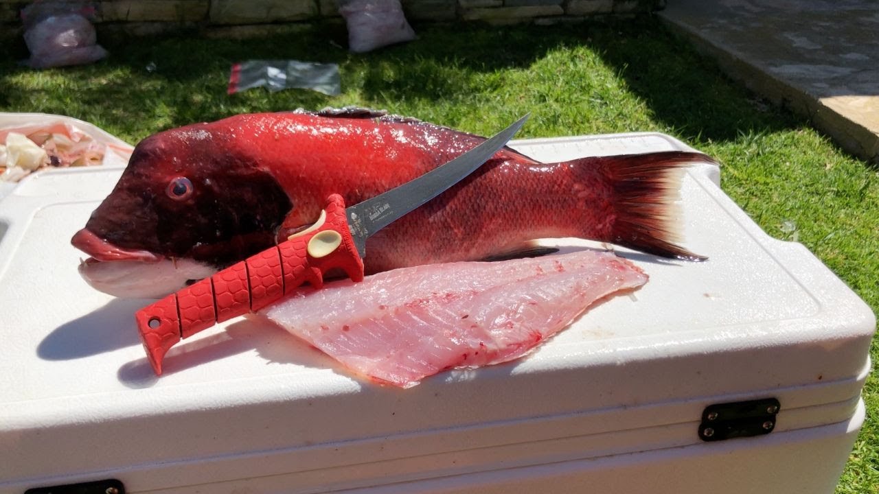 how-to-fillet-california-sheephead