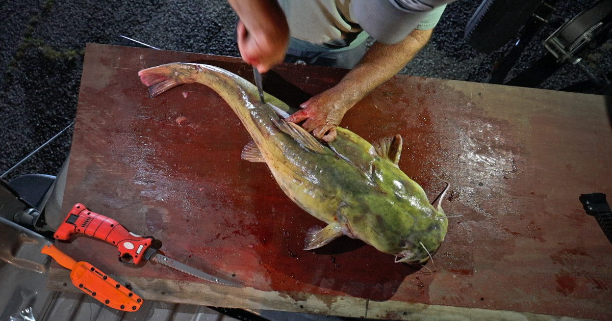 how-to-fillet-catfish-with-electric-knife