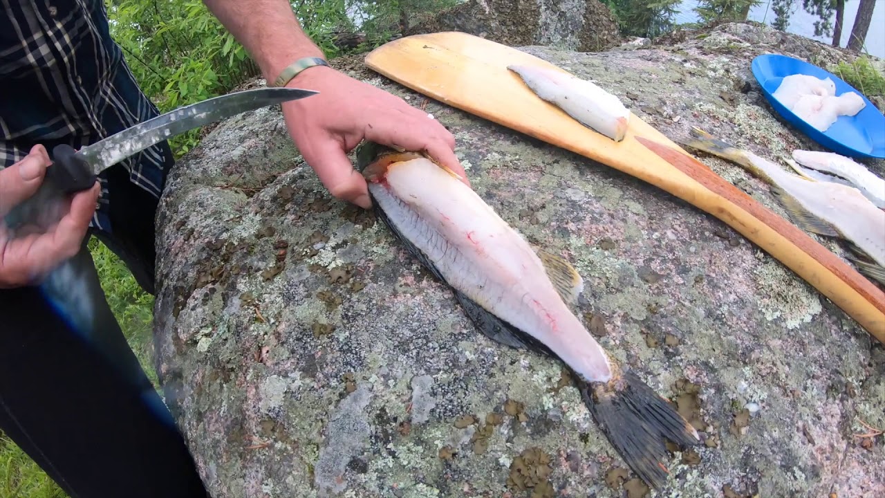 how-to-fillet-fish-in-boundary-waters