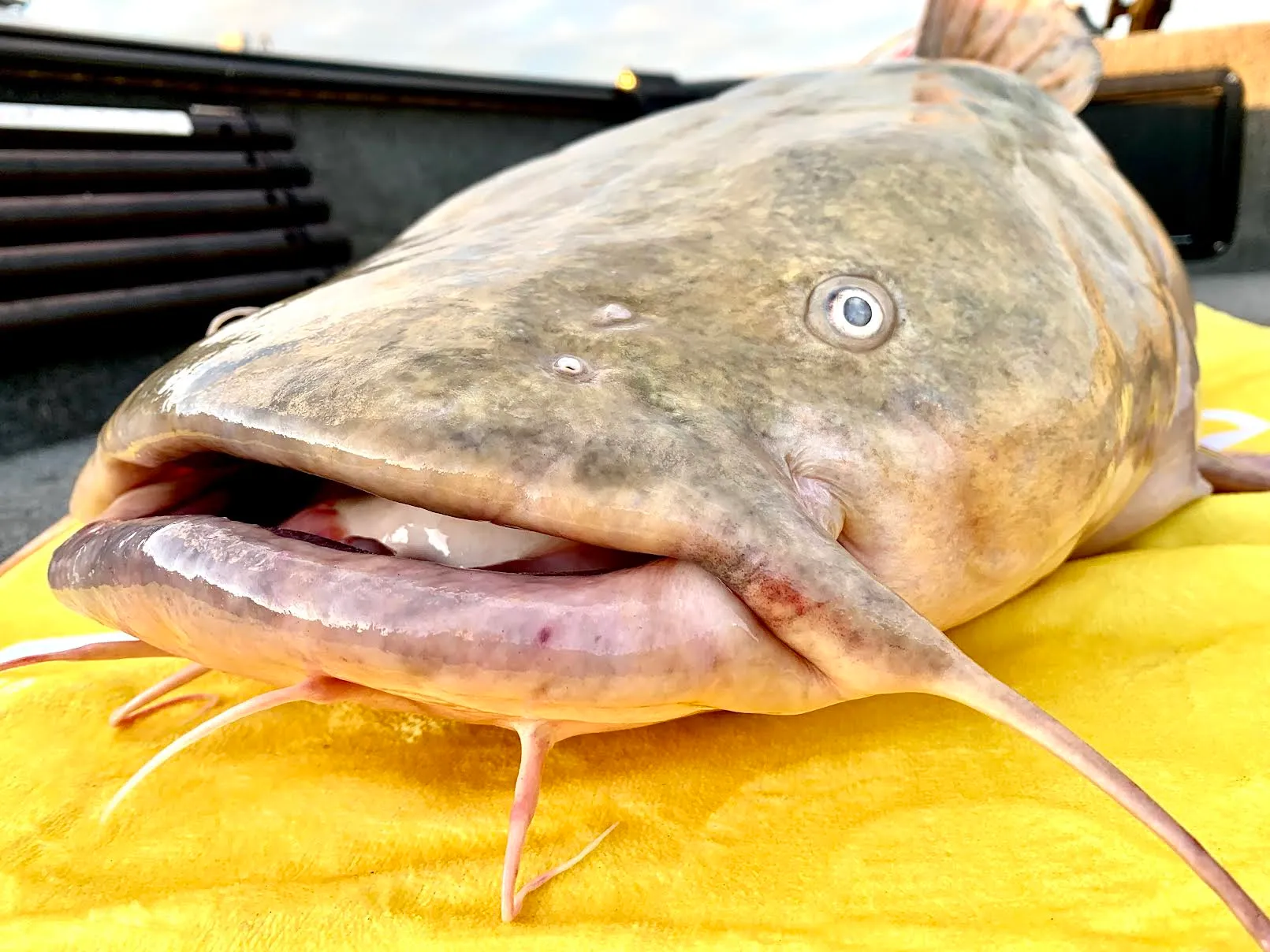 How To Fillet Flathead Catfish 