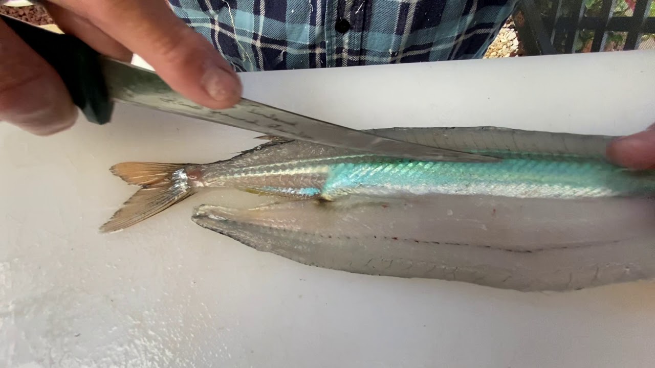 how-to-fillet-garfish