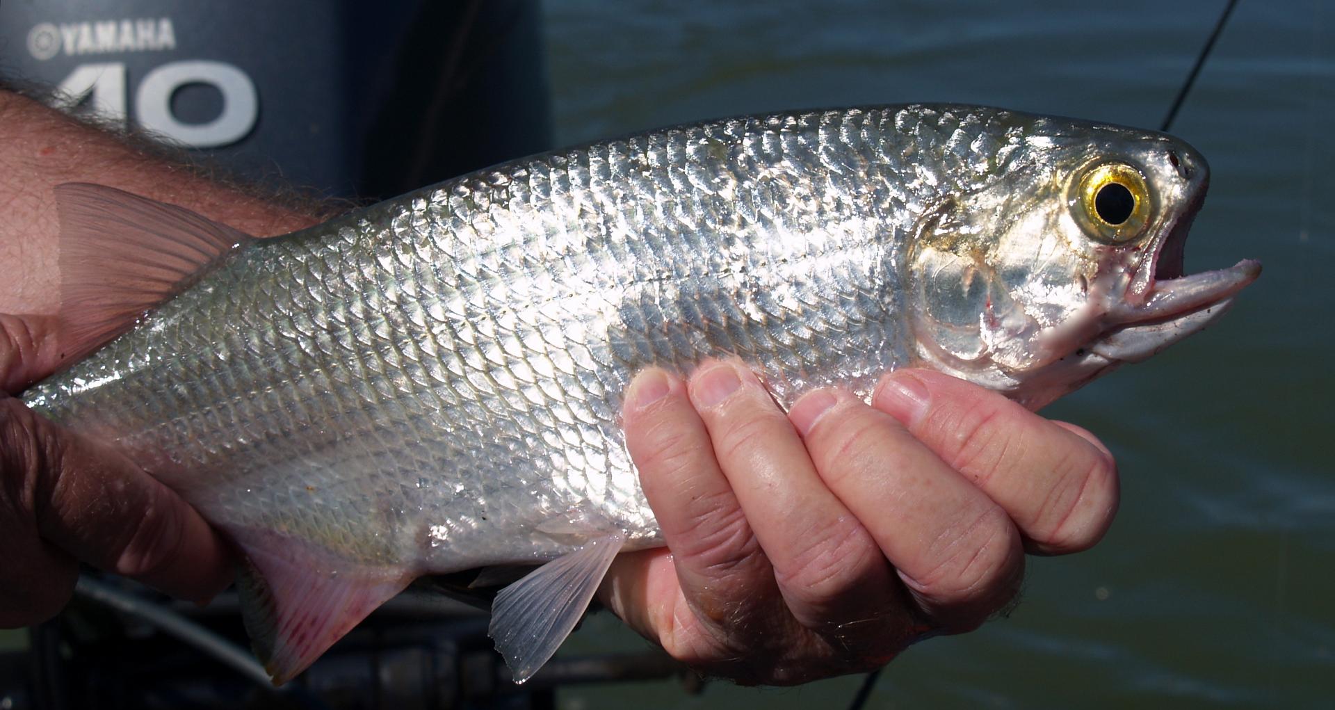 how-to-fillet-goldeye