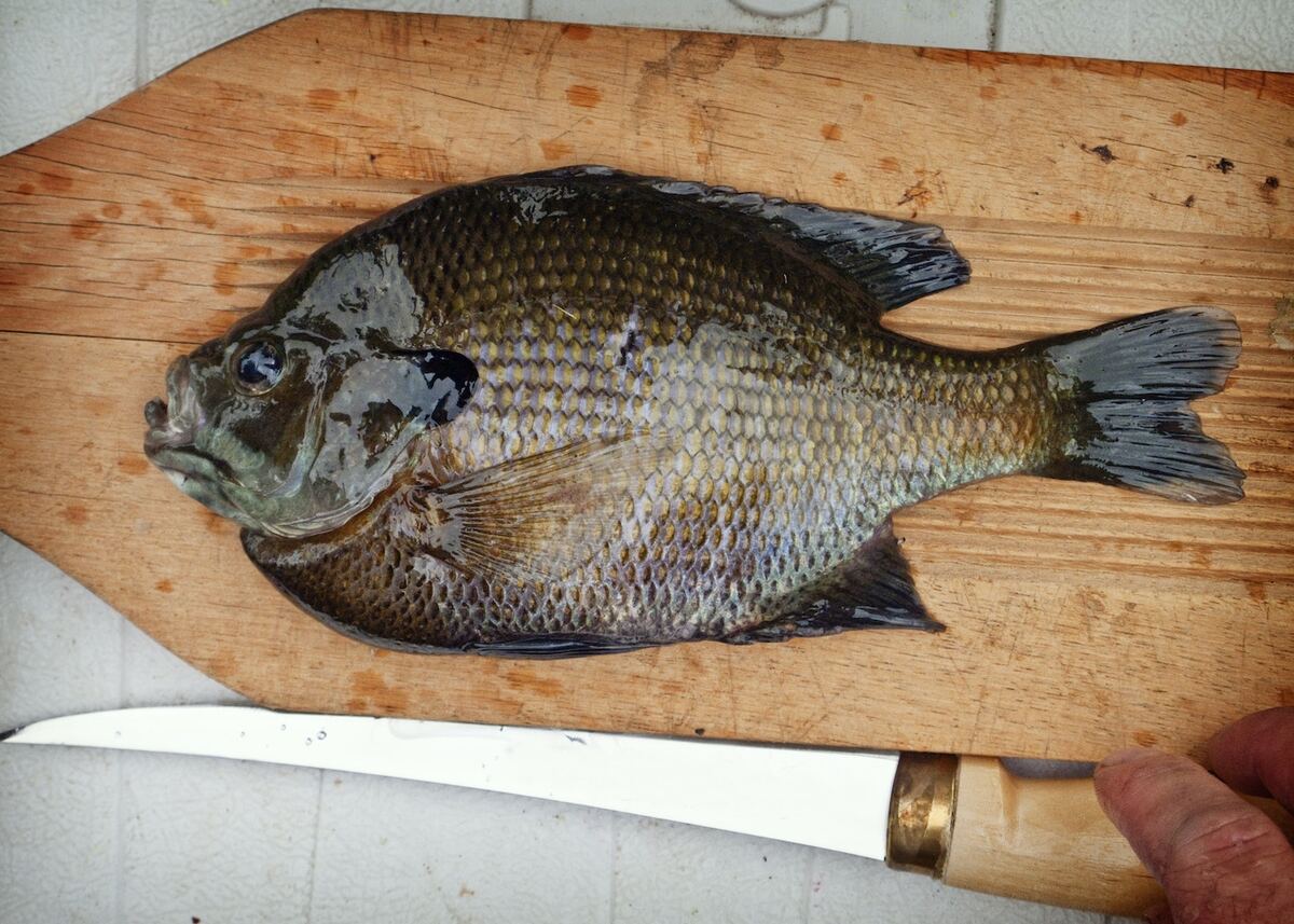 how-to-fillet-panfish