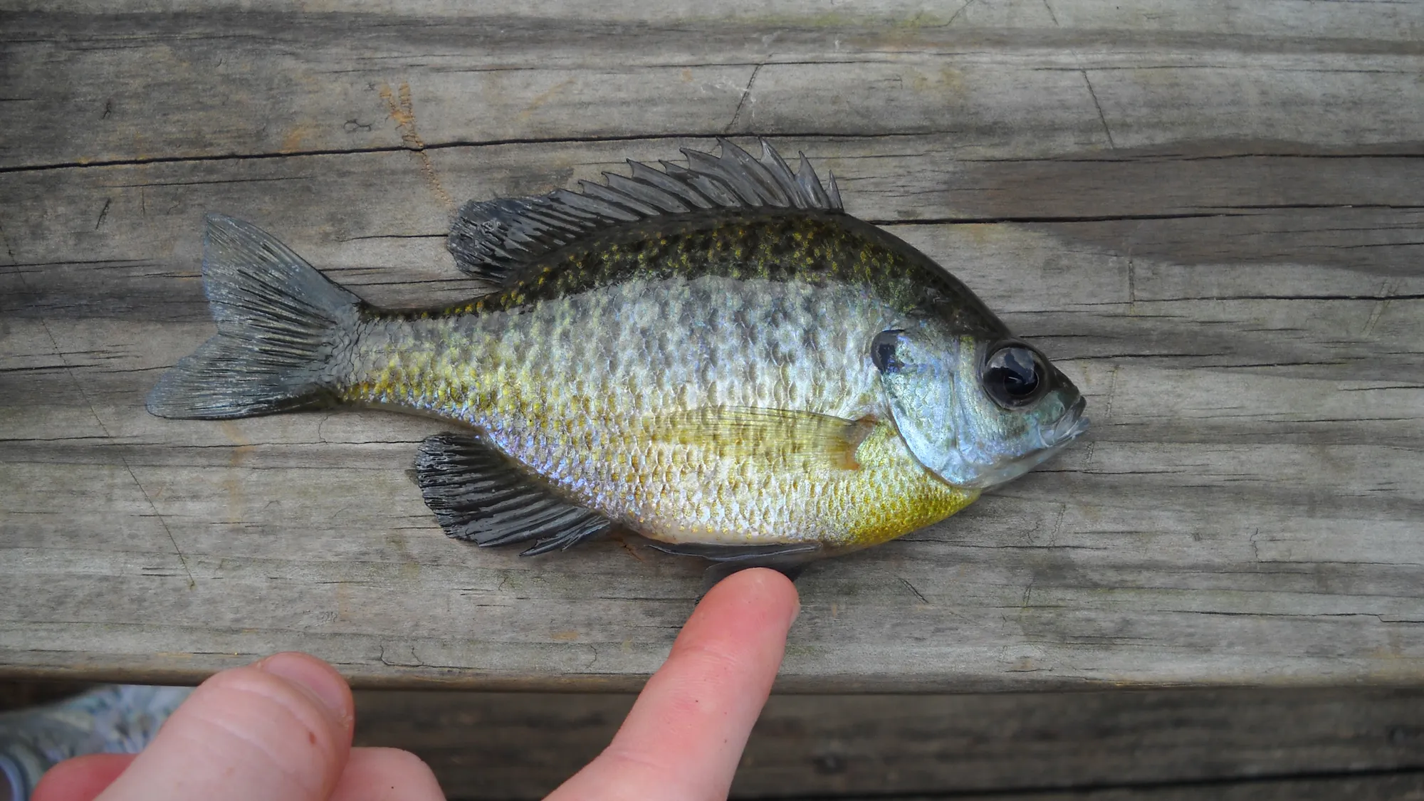 how-to-fillet-sunfish