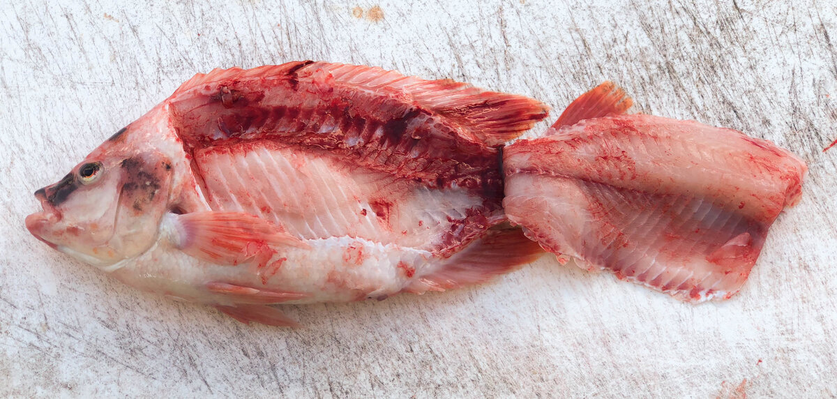 how-to-fillet-tilapia