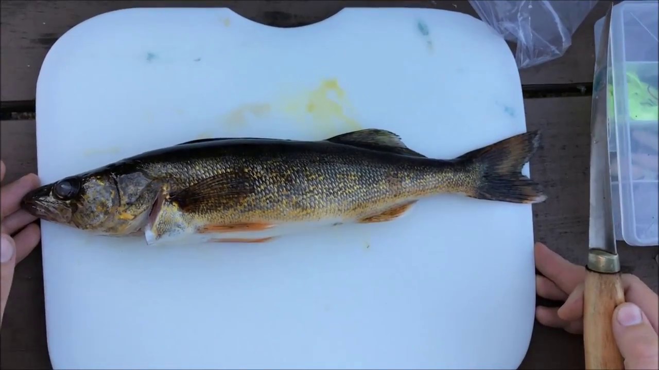 how-to-fillet-walleye-cheeks