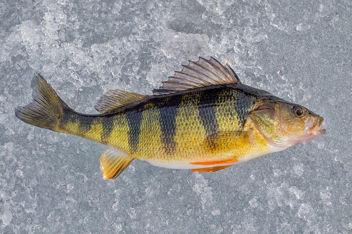 how-to-fillet-yellow-perch