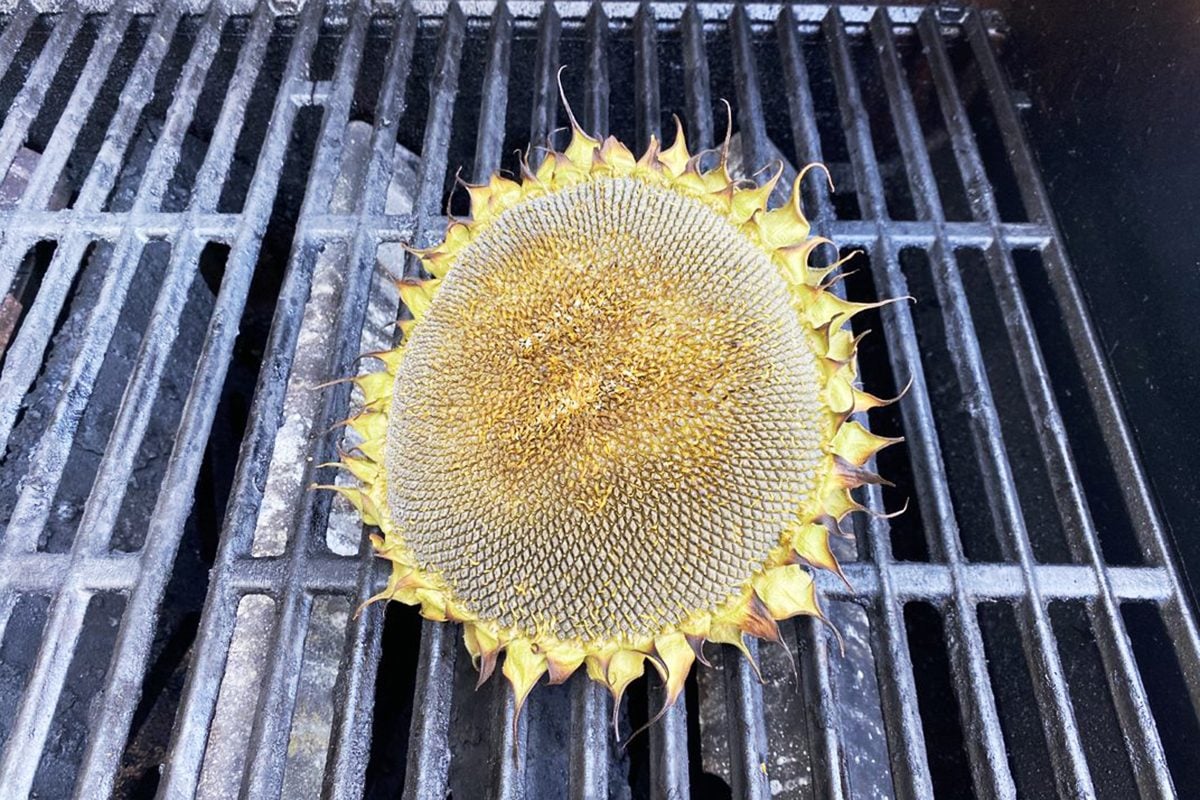 how-to-grill-a-sunflower-head