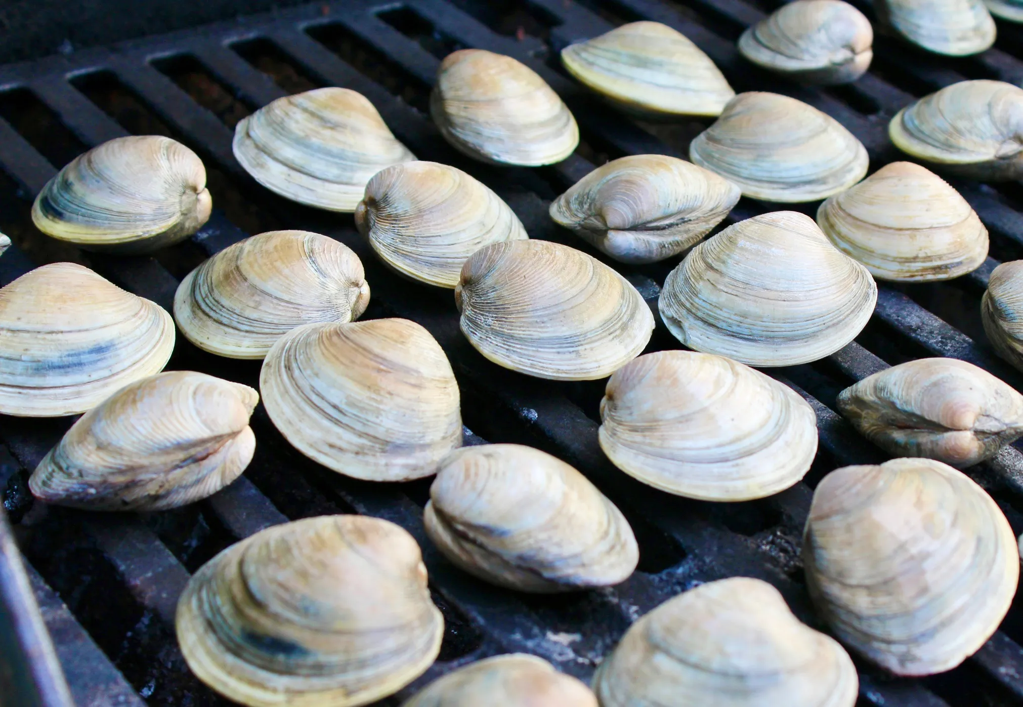 how-to-grill-littleneck-clams