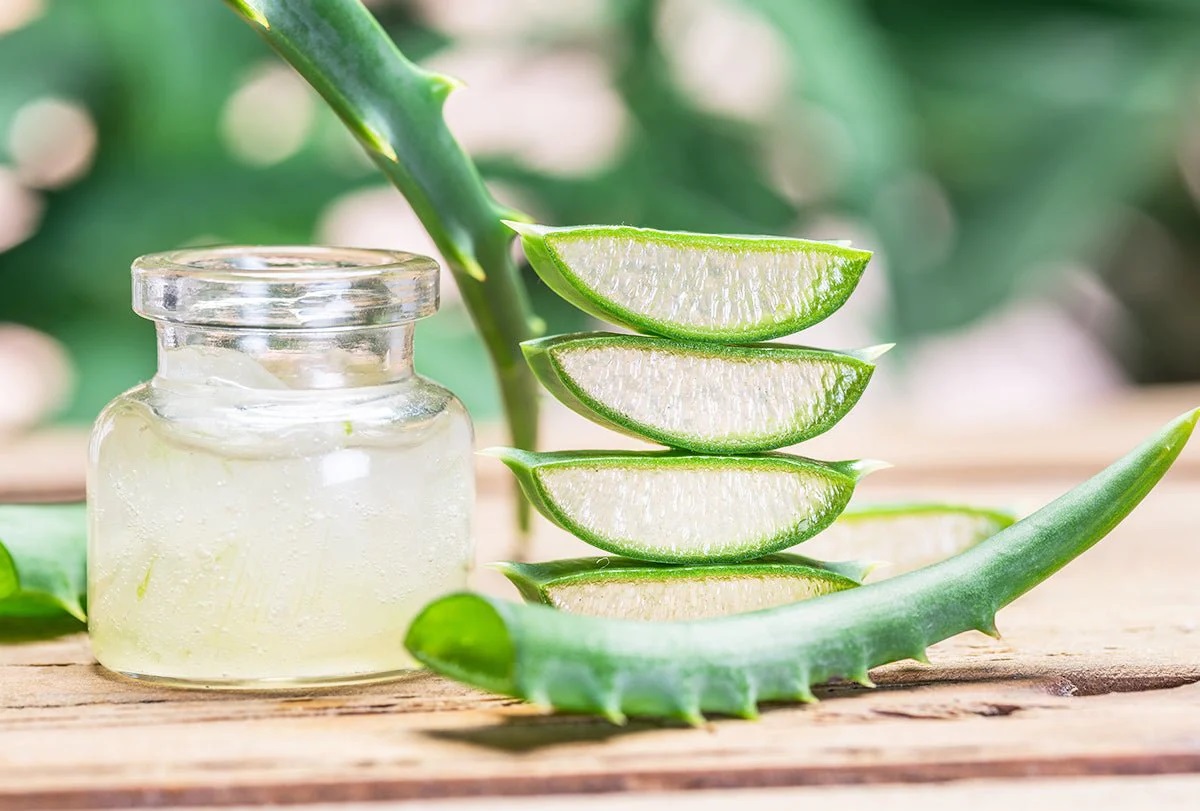 how-to-grind-aloe-juice-from-plant